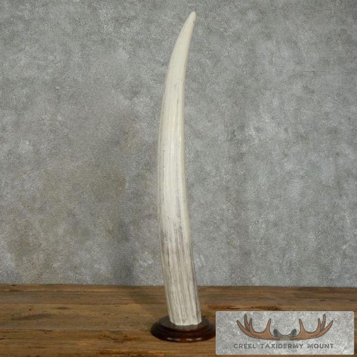 Walrus Tusk Replica Taxidermy Mount For Sale - Image 3