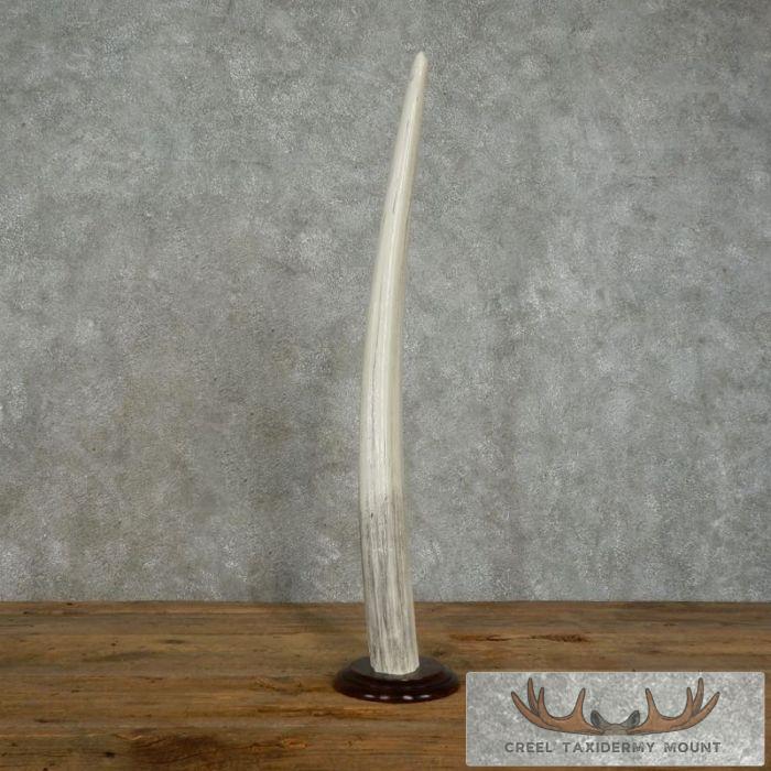 Walrus Tusk Replica Taxidermy Mount For Sale - Image 4