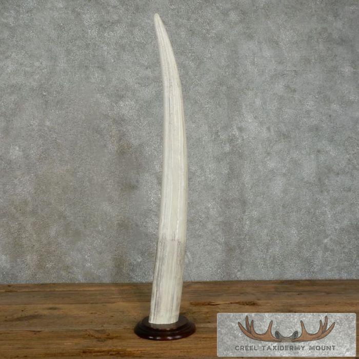 Walrus Tusk Replica Taxidermy Mount For Sale - Image 5