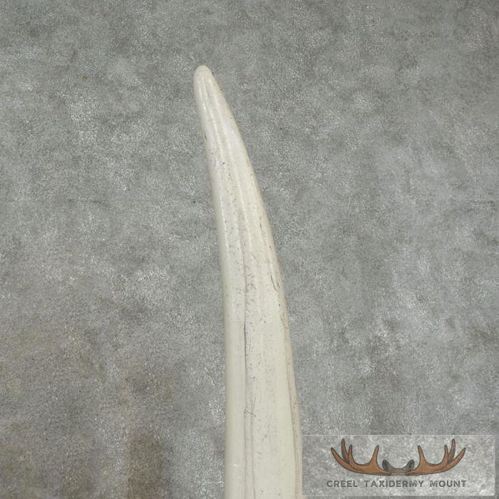 Walrus Tusk Replica Taxidermy Mount For Sale - Image 6