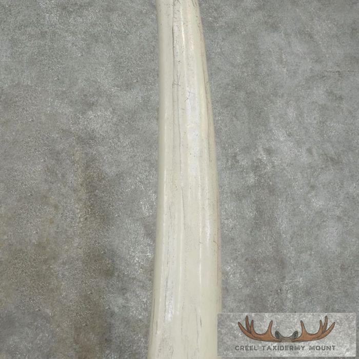 Walrus Tusk Replica Taxidermy Mount For Sale - Image 8