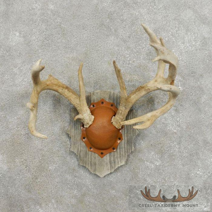 Whitetail Deer Antler Plaque Taxidermy Mount For Sale
