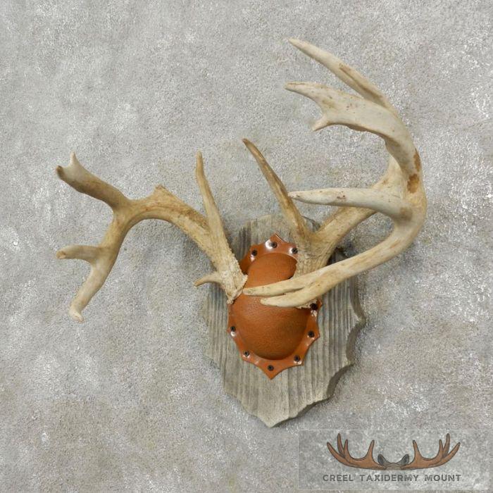 Whitetail Deer Antler Plaque Taxidermy Mount For Sale - Image 2