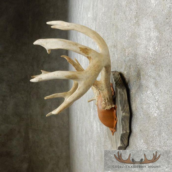 Whitetail Deer Antler Plaque Taxidermy Mount For Sale - Image 5