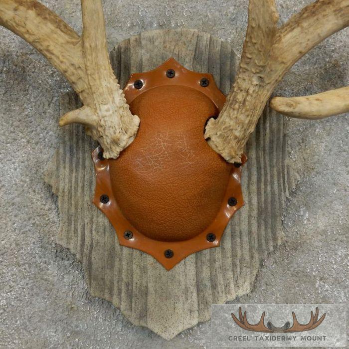 Whitetail Deer Antler Plaque Taxidermy Mount For Sale - Image 6