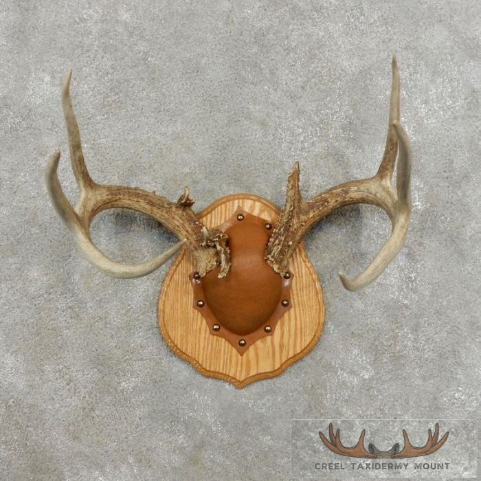 Whitetail Deer Antler Plaque Taxidermy Mount For Sale