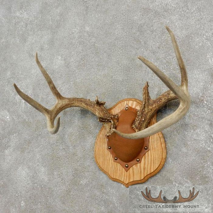 Whitetail Deer Antler Plaque Taxidermy Mount For Sale - Image 3