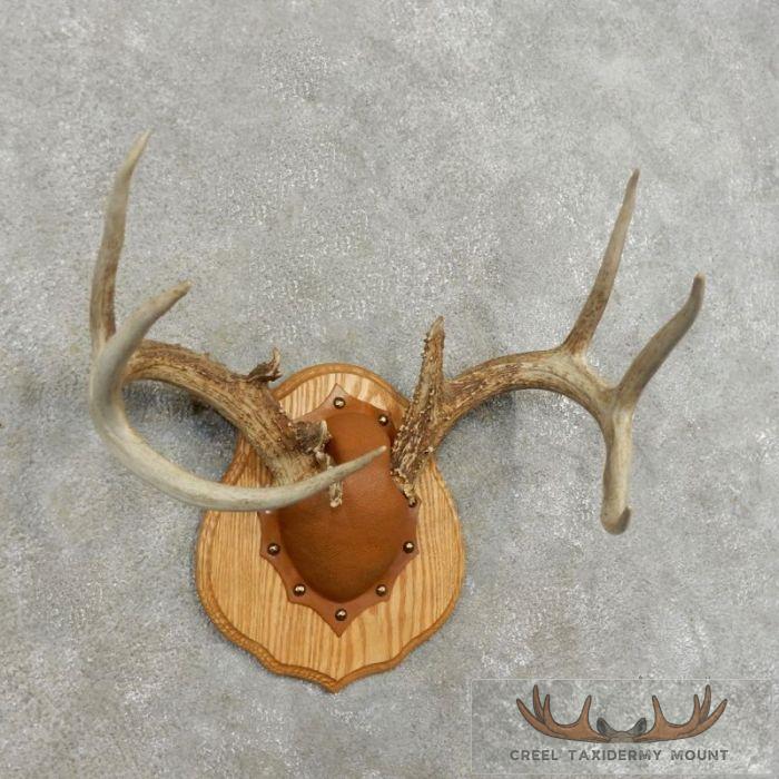 Whitetail Deer Antler Plaque Taxidermy Mount For Sale - Image 2