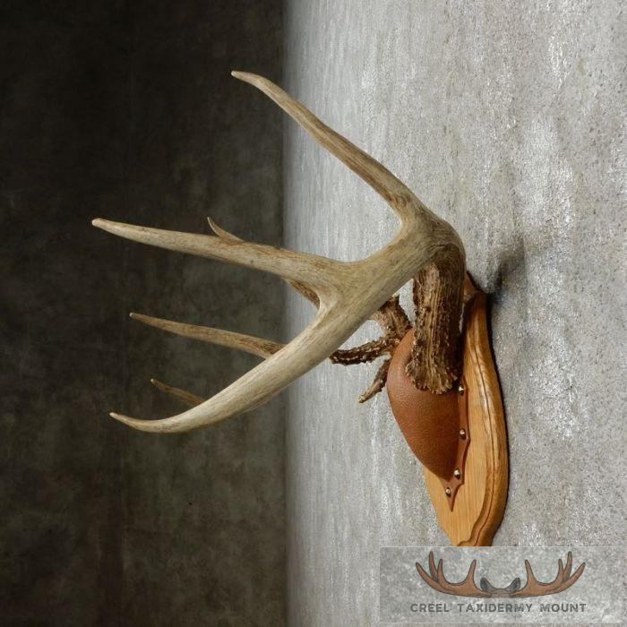 Whitetail Deer Antler Plaque Taxidermy Mount For Sale - Image 5