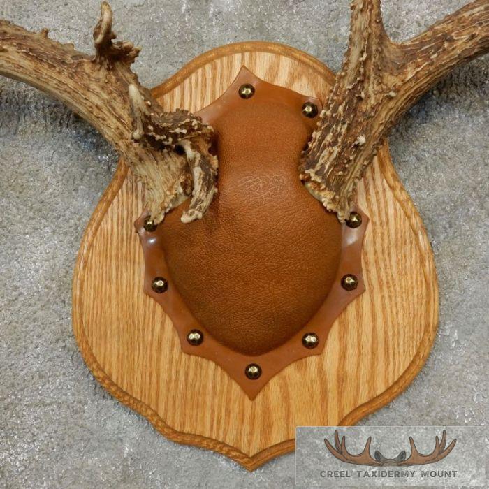 Whitetail Deer Antler Plaque Taxidermy Mount For Sale - Image 6