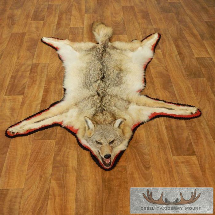Coyote Skin Rug Taxidermy Mount For Sale
