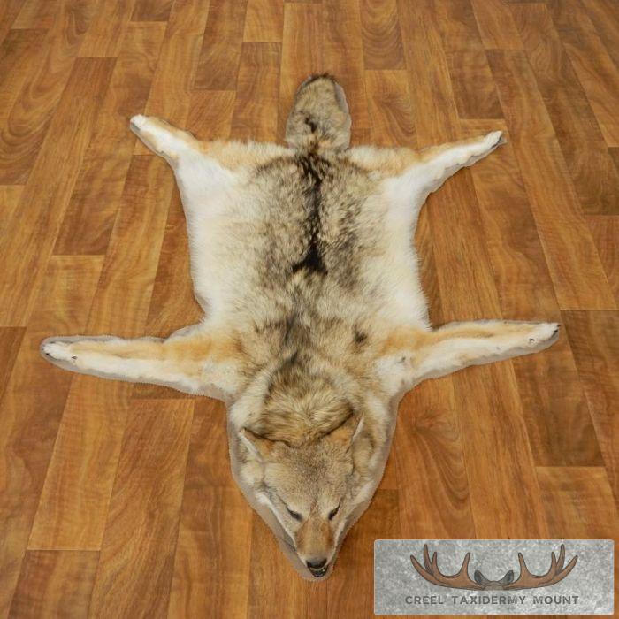Coyote Skin Rug Taxidermy Mount For Sale