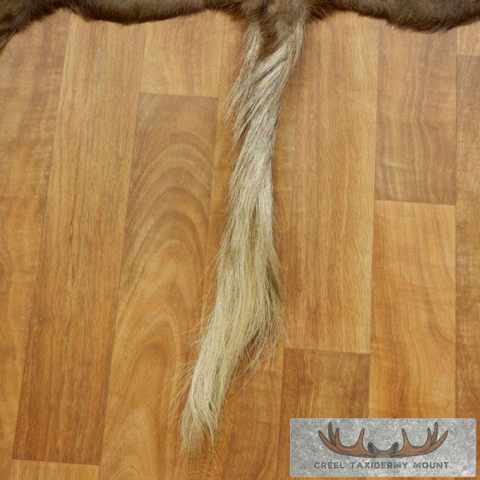 Black Wildebeest Taxidermy Hide Rug Mount For Sale - Image 4