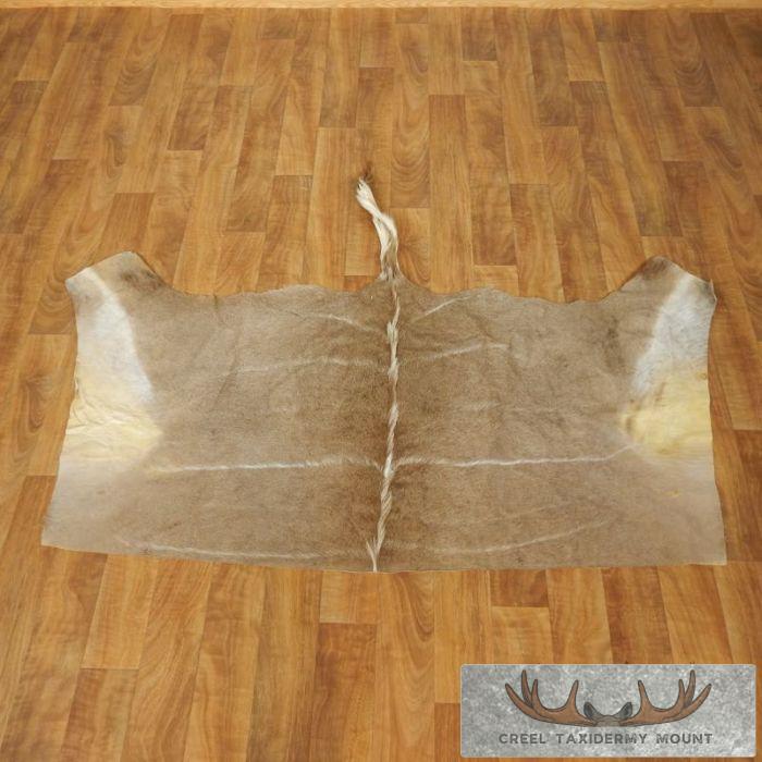 African Kudu Tanned Skin Taxidermy Rug For Sale