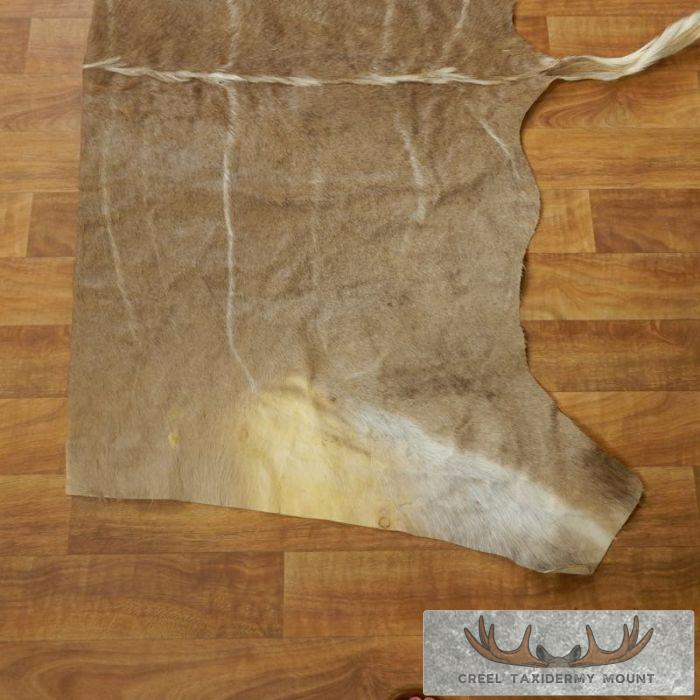African Kudu Tanned Skin Taxidermy Rug For Sale - Image 3