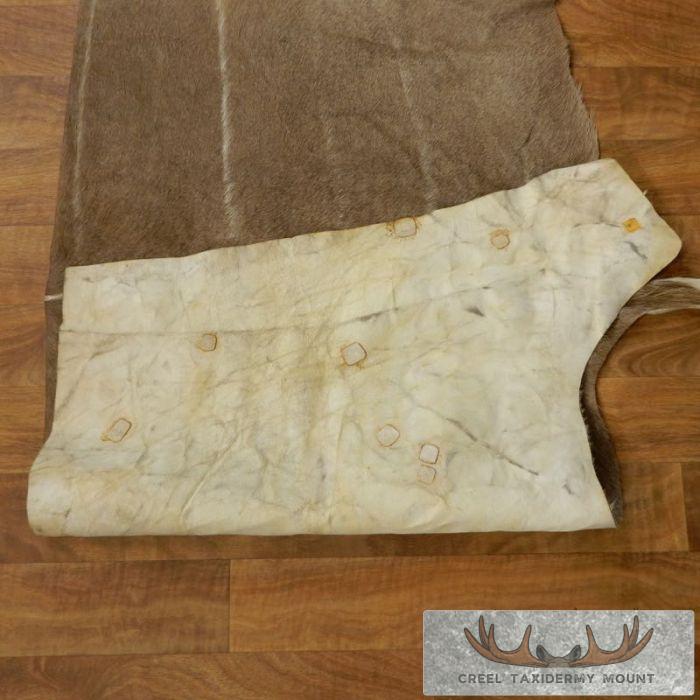 African Kudu Tanned Skin Taxidermy Rug For Sale - Image 4