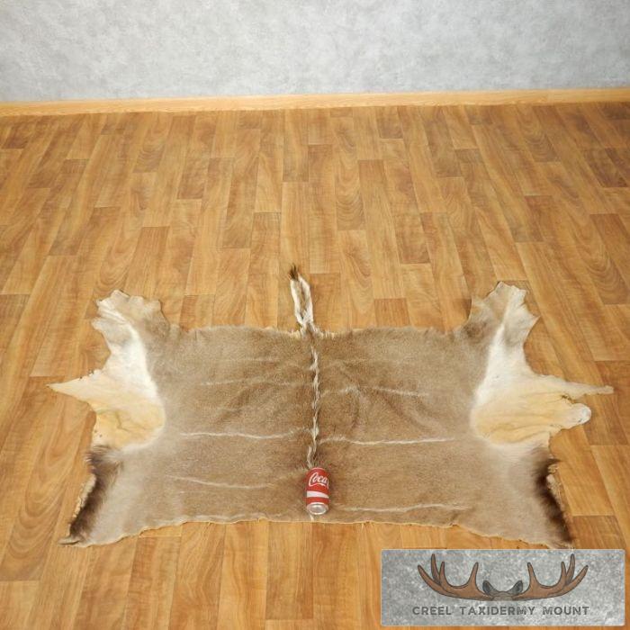 African Kudu Tanned Skin Taxidermy Rug For Sale - Image 2