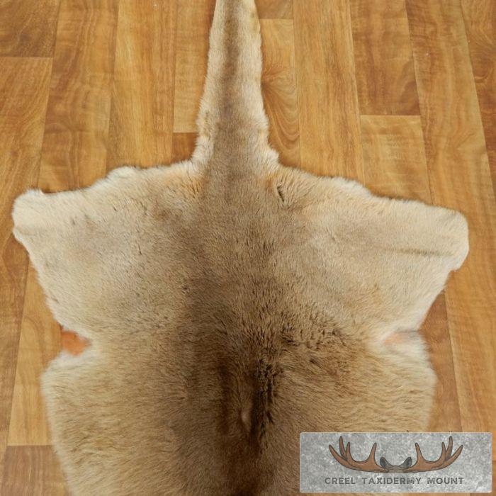 Kangaroo Taxidermy Rug for Sale - Image 2