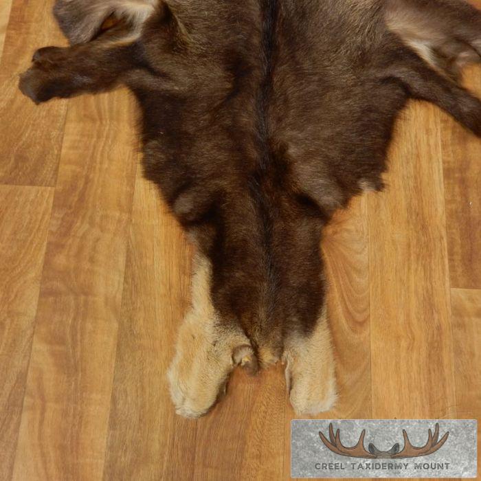 South Pacific Chamois Tanned Skin Taxidermy Rug For Sale - Image 2