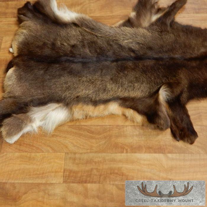 South Pacific Chamois Tanned Skin Taxidermy Rug For Sale - Image 3