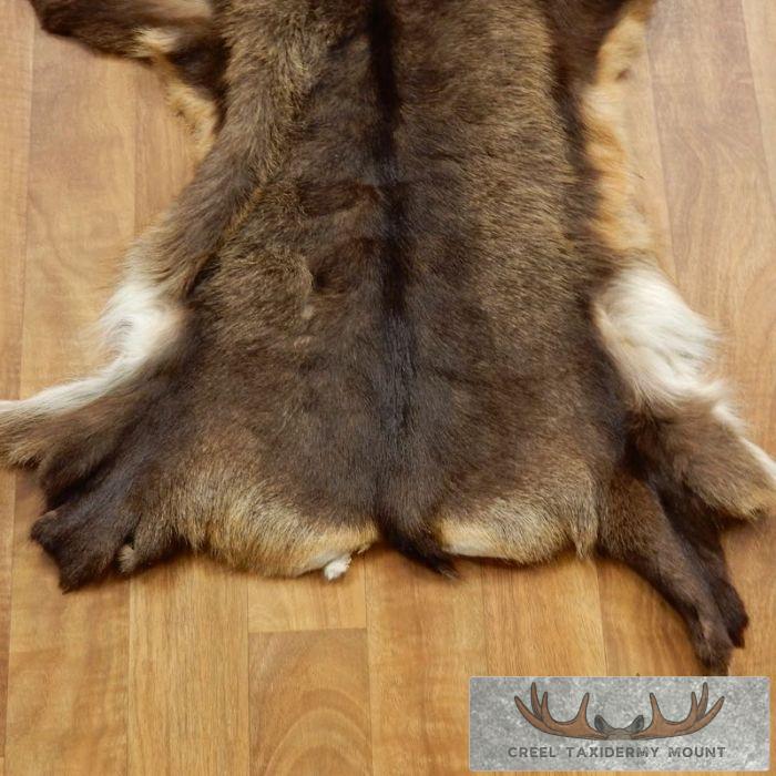 South Pacific Chamois Tanned Skin Taxidermy Rug For Sale - Image 4