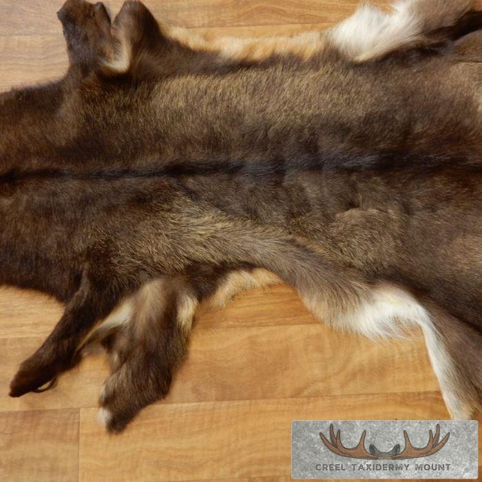 South Pacific Chamois Tanned Skin Taxidermy Rug For Sale - Image 5