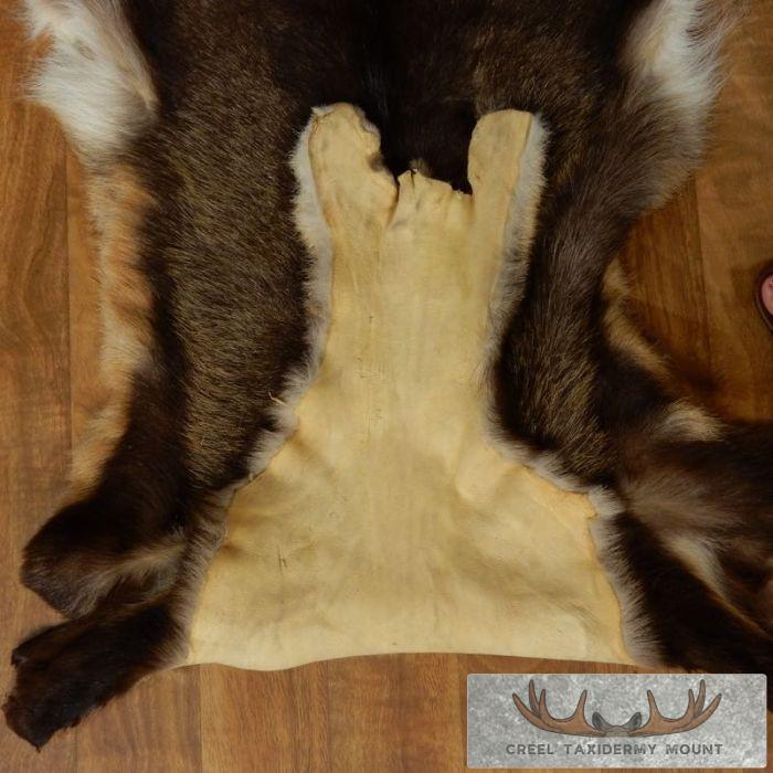 South Pacific Chamois Tanned Skin Taxidermy Rug For Sale - Image 6