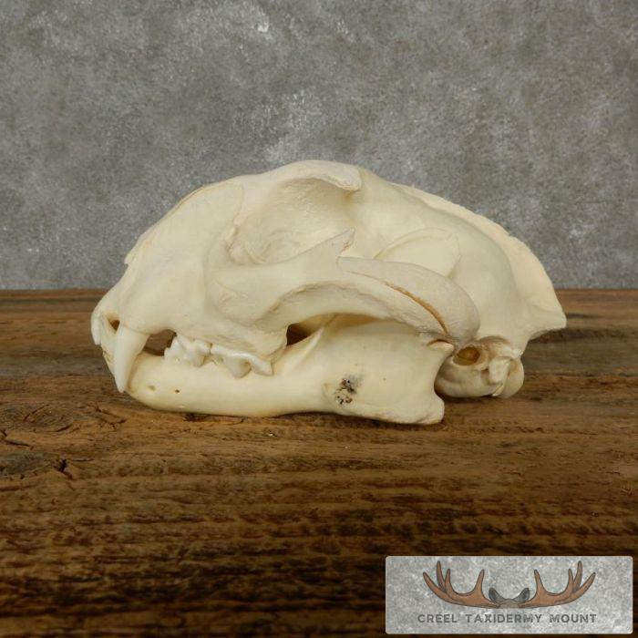 Caracal Cat Skull Taxidermy For Sale - Image 4
