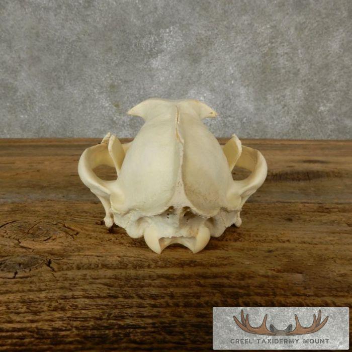 Caracal Cat Skull Taxidermy For Sale - Image 7