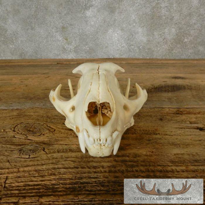 Caracal Cat Skull Taxidermy For Sale - Image 2