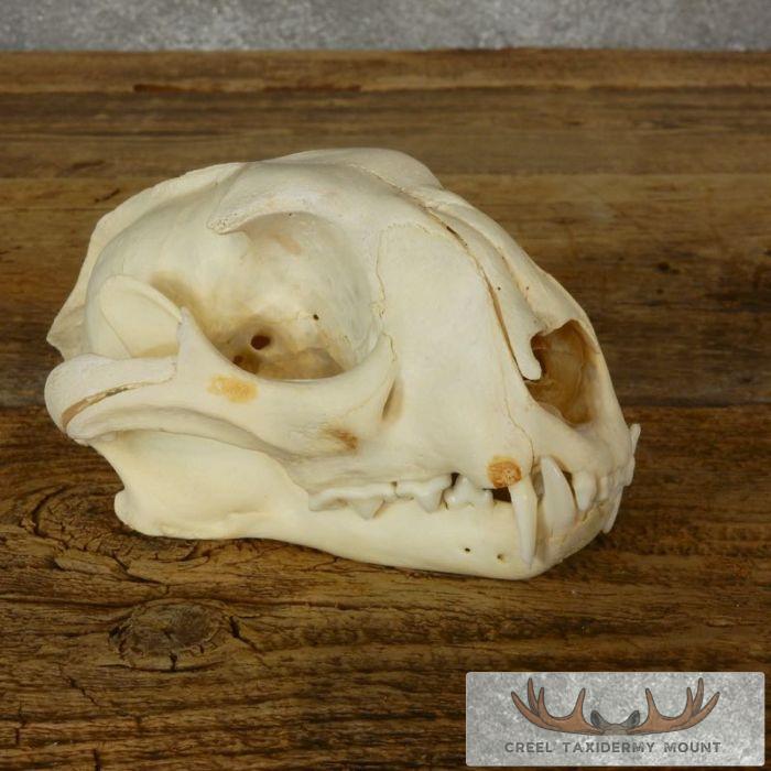 Caracal Cat Skull Taxidermy For Sale - Image 3