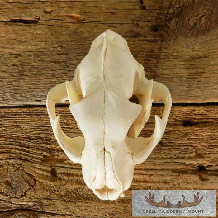 Caracal Cat Skull Taxidermy For Sale - Image 6