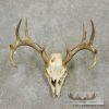 Whitetail Deer Skull European Taxidermy Mount For Sale - Image 3