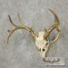 Whitetail Deer Skull European Taxidermy Mount For Sale