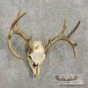 Whitetail Deer Skull European Taxidermy Mount For Sale - Image 2