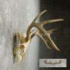Whitetail Deer Skull European Taxidermy Mount For Sale - Image 4