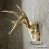 Whitetail Deer Skull European Taxidermy Mount For Sale - Image 5