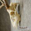 Whitetail Deer Skull European Taxidermy Mount For Sale - Image 6