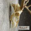 Whitetail Deer Skull European Taxidermy Mount For Sale - Image 7