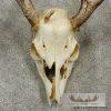 Whitetail Deer Skull European Taxidermy Mount For Sale - Image 8