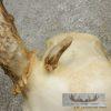 Whitetail Deer Skull European Taxidermy Mount For Sale - Image 9