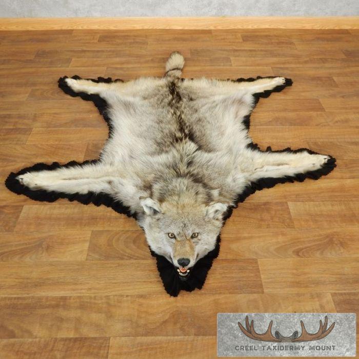 Coyote Full Rug Taxidermy Mount For Sale