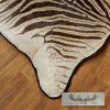 African Zebra Full-Size Taxidermy Rug For Sale - Image 2