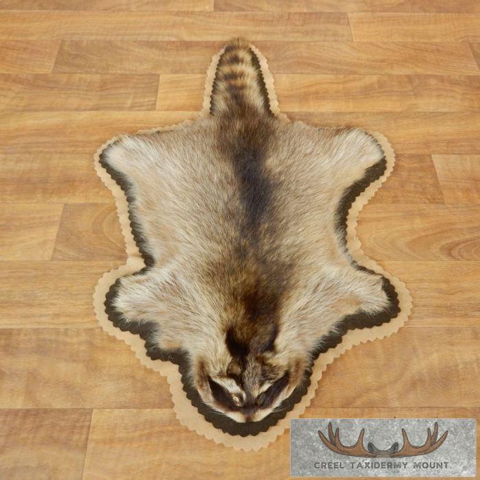 Real Racoon Skin Rug Raccoon Full-Size Rug Taxidermy Mount For Sale - Creel Taxidermy
