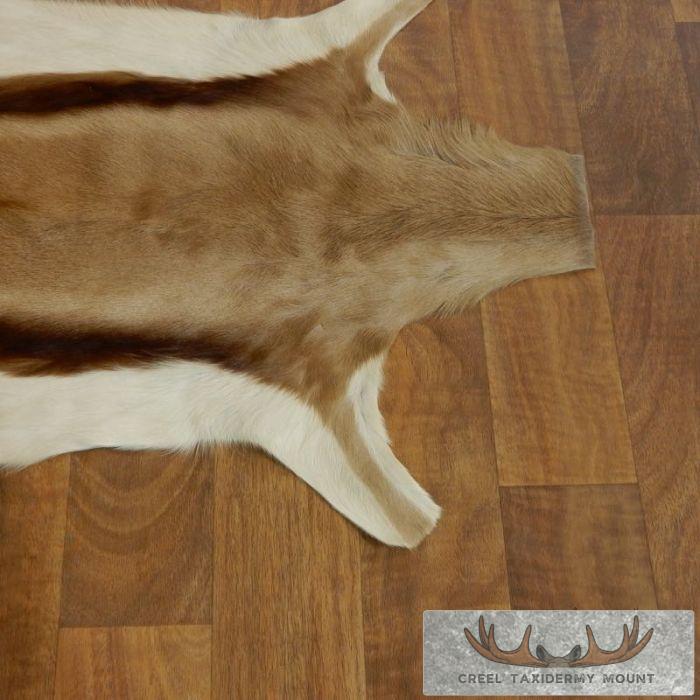 Springbok Hide Taxidermy Mount For Sale - Image 4