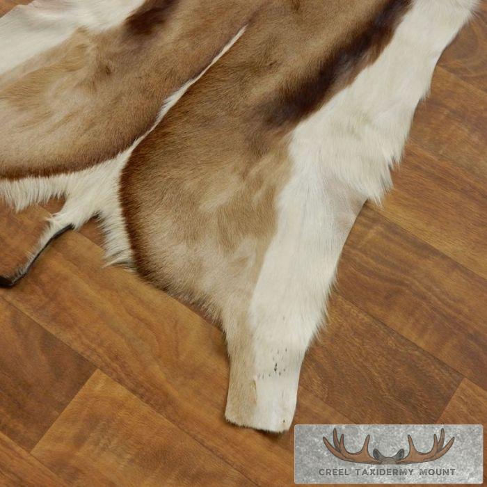Springbok Hide Taxidermy Mount For Sale - Image 5