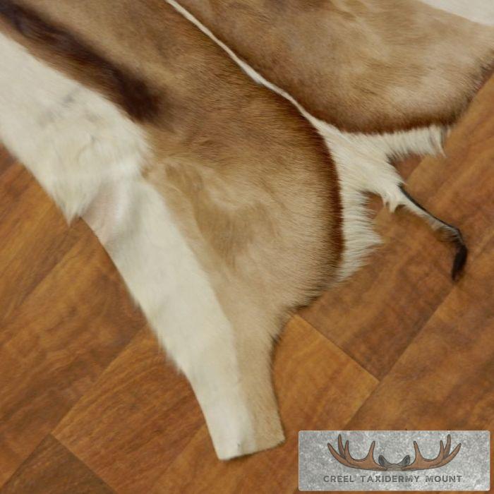 Springbok Hide Taxidermy Mount For Sale - Image 3
