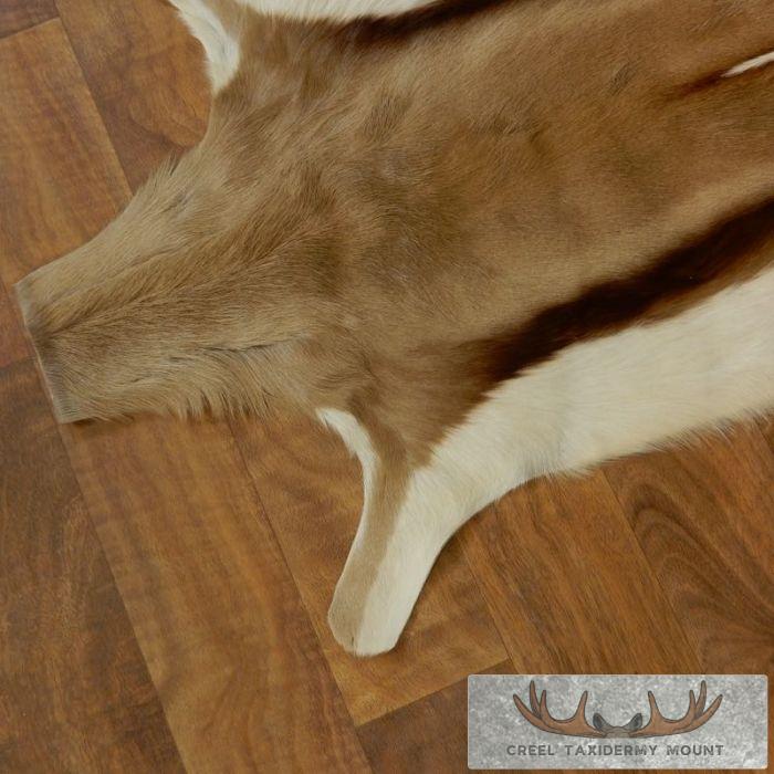 Springbok Hide Taxidermy Mount For Sale - Image 6