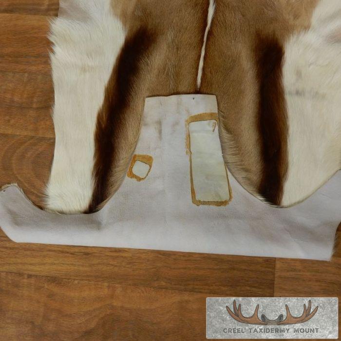Springbok Hide Taxidermy Mount For Sale - Image 7