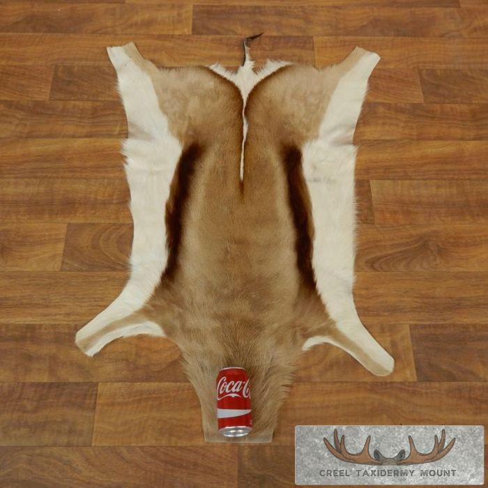 Springbok Hide Taxidermy Mount For Sale - Image 2
